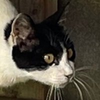 デカすぎるリザードン (@toobigcharizard) 's Twitter Profile