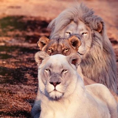 zubby_more's profile picture. 