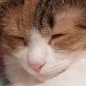 settamanさんのプロフィール画像