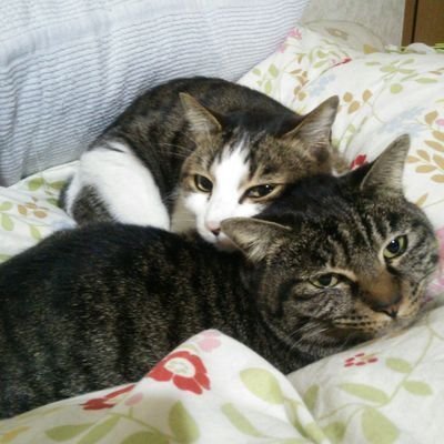 子供も成人😆介護福祉士&看護師の仕事💚後期高齢者母見守り中❣️猫ネコ(ФωФ)大好物愛猫幸ちゃん)2022/11/24永眠)愛猫花のお母さん🐈