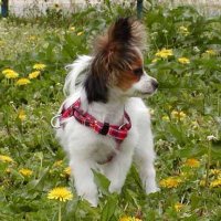 chiko (@motomoto_chico) Twitter profile photo