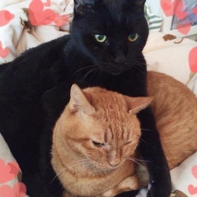 保護猫のラックとオハナと暮らす人。猫、滝、水辺、寺社仏閣に癒される日々。キレイなお花も好きだけど、 道端に咲いているお花や草もすき。ダイエットをしないと短命と言われたやばいお年頃 #心の作法