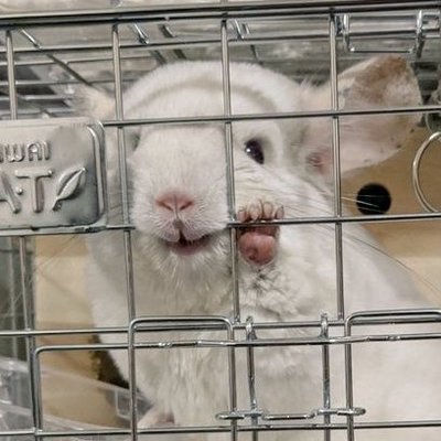 sanciduki's profile picture. ゲーム/チンチラ/デグー