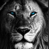 Mu7AMMeD__.. (@___mu7ammed____) 's Twitter Profile