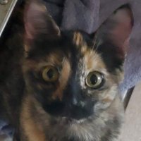 Carissa (@caraddish) Twitter profile photo