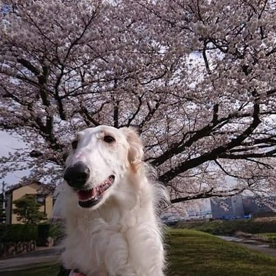 愛犬にゾッコン。
ボルゾイ（ソナ♀️）2021.04,10産まれ