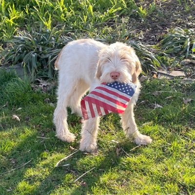 Hi! My name is Molly and I am a Spinone!🐾My favorite things to do are digging up my Dad’s garden🪴, stealing my Mom’s shoes🥾, and playing soccer⚽️!!!