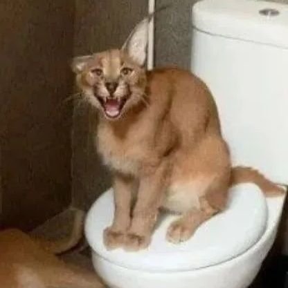 floplove5's profile picture. I like stuff and hate stuff founder of gadunkaism