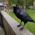 The Last Raven In The Tower 🏰 (@lastravenlondon) Twitter profile photo