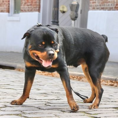 osz1022's profile picture. 