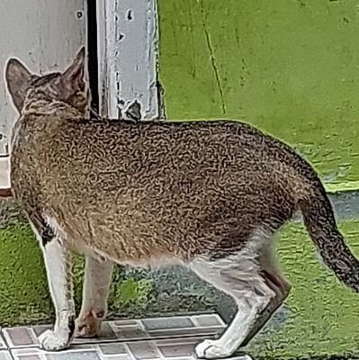 IdhamLj's profile picture. Ketawa