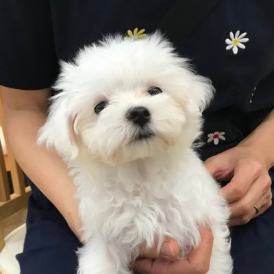 ぴーす/マルチーズ/2022.6.11茨城生まれ/2022.9.10我が家にやってきました🏠/現在6.5kgのBIG BOY