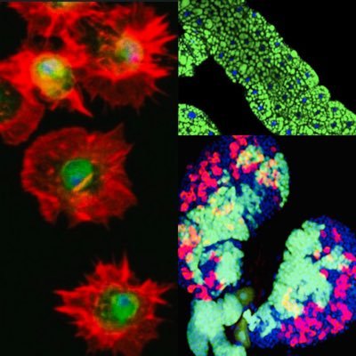 Tina Mukherjee’s Lab @DBT_inStem. Stem cells | Blood | Drosophila | Metabolism | Development and Growth |

Tweets are from Lab members.