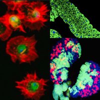 Metabolism and Development Lab (@tinalab_instem) 's Twitter Profile