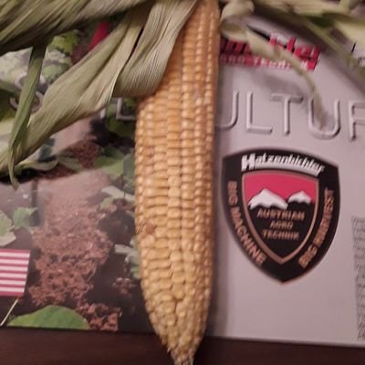 AgriEnergy Solutions Biology dealer. Dealer for Hatzenbichler Cultivators & Tine Weeders. Origen Seed Corn sales. Solver of Problems.