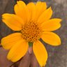 HameedMalique's profile picture. detribalised northern boy who believes in a great Nigeria/IT/Techie/softwareprogrammer/ Peter Obi supporter/ الله أكبر