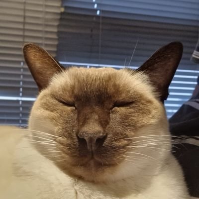 MaximoR25682151's profile picture. void Felix()
{
    while (hear)
    {
        zzzz();
     }
}