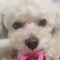 すずっぺ (@bell_0512) Twitter profile photo