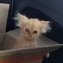 basedvp's profile picture. God Over Everything.