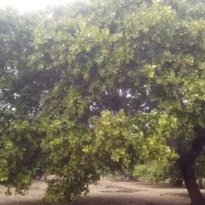 mwarami100's profile picture. 