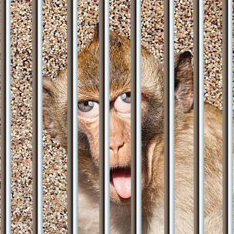 CagedBators's profile picture. 