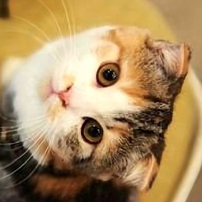 citrine0218's profile picture. 自分の人生まだまだこんなものでは無いと思い桑名正典先生主催のエネルギーワークで感性感覚を磨いています✨️💎
|看護師│勧誘必要ありません|
無言フォロー失礼致します🙇‍♀️