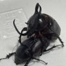 kuwaph's profile picture. カブトムシ、クワガタムシブリードしてます！ 昆虫アカの皆様のツイートをたくさん見たいのでフォローしまくります！無言フォロー失礼します💦