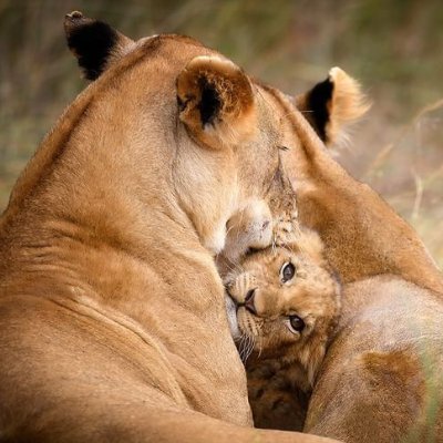 snopyster's profile picture. Dad & focused and enthusiastic team leader/player, with excellent interpersonal skills, positive and creative thinker and excels in dynamic environment.