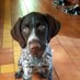 Herman van der Stouw (@armanstouw) Twitter profile photo Herman van der Stouw (@armanstouw) Twitter profile photo