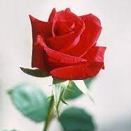 ReemAliNews2022's profile picture. 