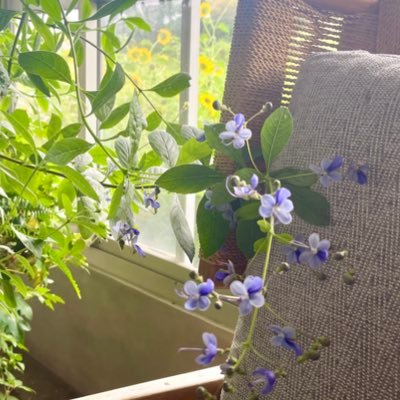 しろいるかさんのプロフィール画像