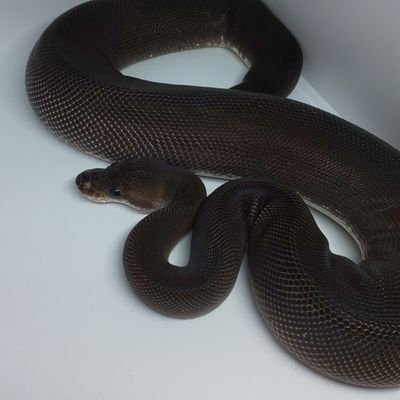 生き物愛好家🐍
無言フォロー失礼します🙇           【Round Collector】で
生き物イベント等で蟲を中心に販売しております🐛