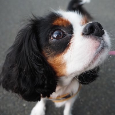 cancanperopero's profile picture. かわいいだろ？うちのいぬ