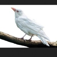 کلاغ سفید (@protestercrow) 's Twitter Profile