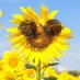 Napsa.Lee💛🌻 (@napsa549) Twitter profile photo Napsa.Lee💛🌻 (@napsa549) Twitter profile photo