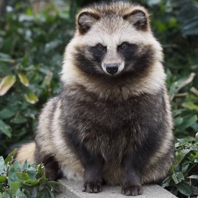 a2c906sc2's profile picture. カブ110/グロム/Vストローム650XT/F4/701ED/絶景/登山