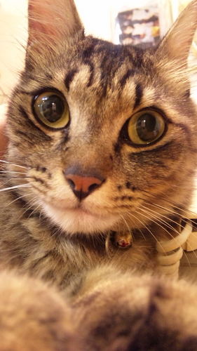 今は韓国語が楽しい。배우 김남길씨 좋아해요 ☆死ぬまでGLAYファン。猫love。育児しながら働く♪面白いこと好き🤣