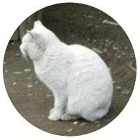 しらたき@xilataqi (@xilataqi) 's Twitter Profile Photo しらたき@xilataqi (@xilataqi) 's Twitter Profile Photo