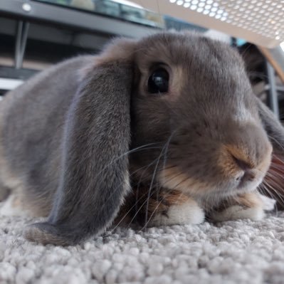 taa96318474's profile picture. 2022年7月からミニ四駆始めました！子供の頃と違いすぎて色々勉強させてもらってます。