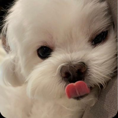 qt demiさんのプロフィール画像