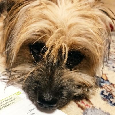 Omid72517737's profile picture. Musik Leiber, programming lerner, deutsch Sprecher