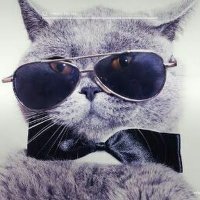 Mr Cat (@mrwolf723) 's Twitter Profile