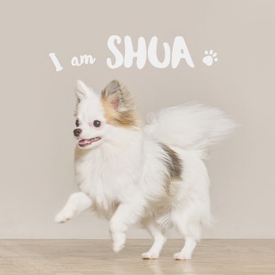 SHUA_0910_'s profile picture. 🐶シュア🚹（ポメチワ）🎂R4.0910  🐶ハニ🚹（チワワ）🎂R5.10.21  ／セブチが好きなママに名前をつけられました