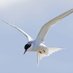 Arctic Tern (@tern_arctic_) Twitter profile photo Arctic Tern (@tern_arctic_) Twitter profile photo