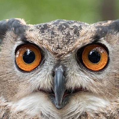 FactChecker, Ph.D.🦉 Profile