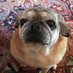 Bertie Bohannon (@pugwrestler) Twitter profile photo Bertie Bohannon (@pugwrestler) Twitter profile photo