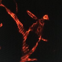 Manuel Navarro-Oviedo (@mnavarrooviedo) 's Twitter Profile