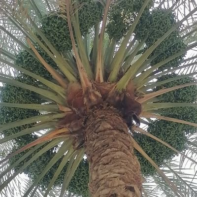 صايد الغزلان