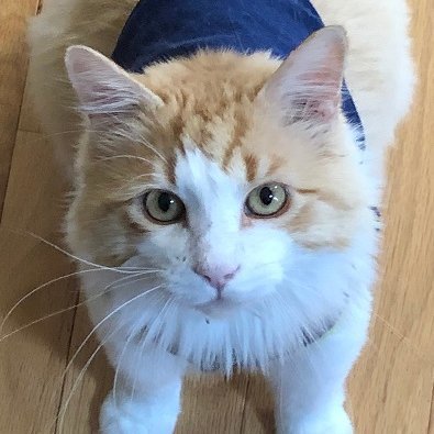 BabyCatTownVids's profile picture. Twitter account for BabyCat Town, a classic literature focused booktube channel