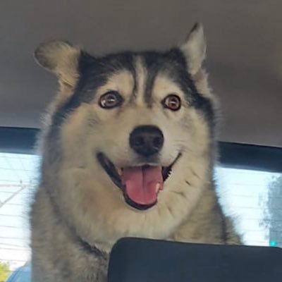 arsenal262's profile picture. 